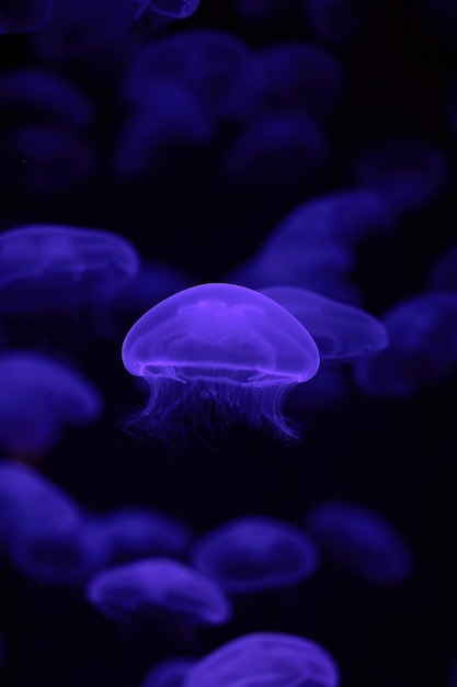 Medusa Nuoto In Acquario