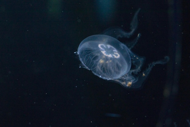 Medusa su sfondo nero in un primo piano dell'acquario