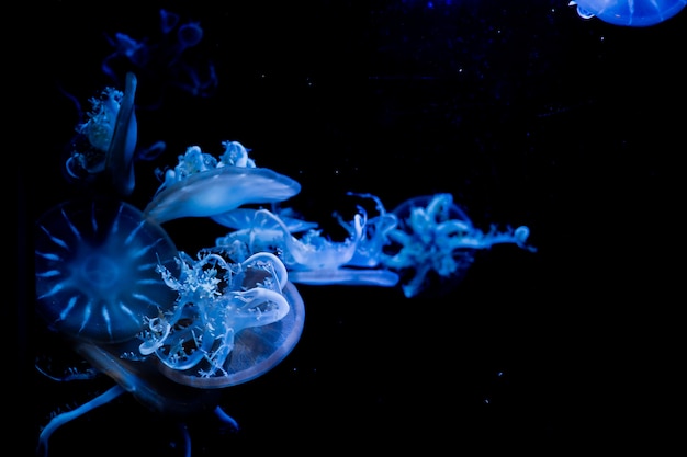 meduse, animali in mare, natura