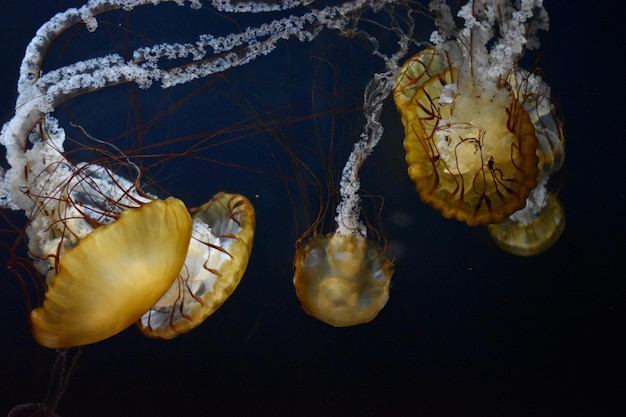 Meduse che nuotano in acquario