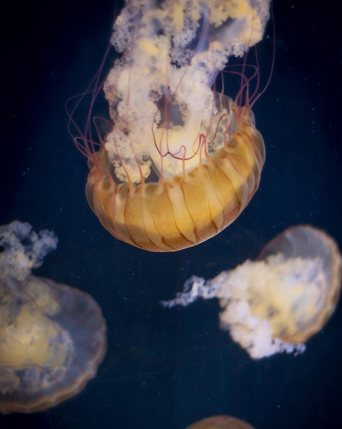Meduse che nuotano in mare