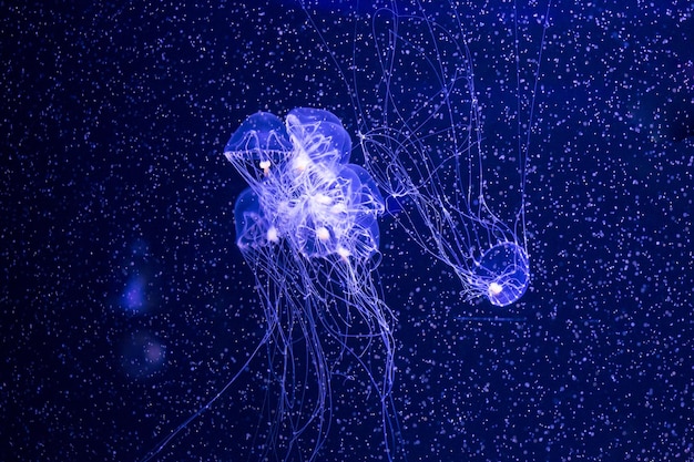 Meduse che nuotano in mare