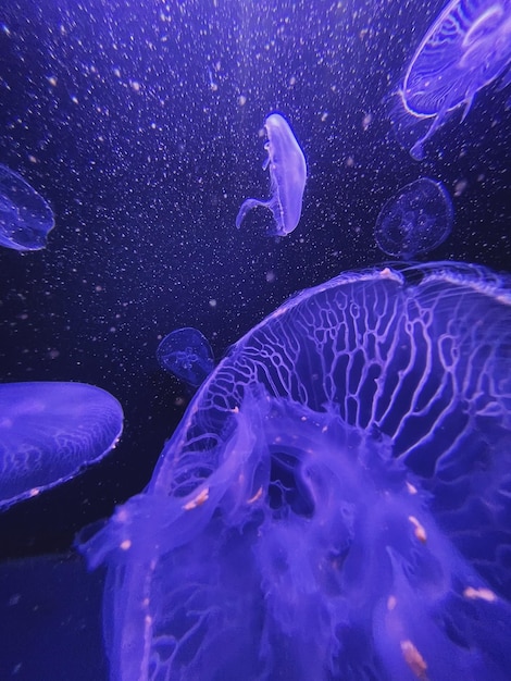 Meduse che nuotano in mare