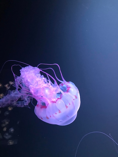 Meduse che nuotano in mare
