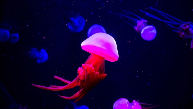 Meduse che nuotano in mare
