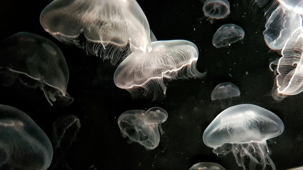 Meduse che nuotano in mare