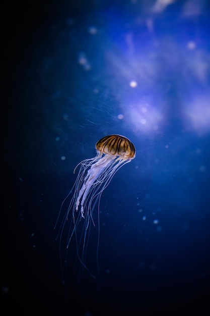 Meduse che nuotano in mare