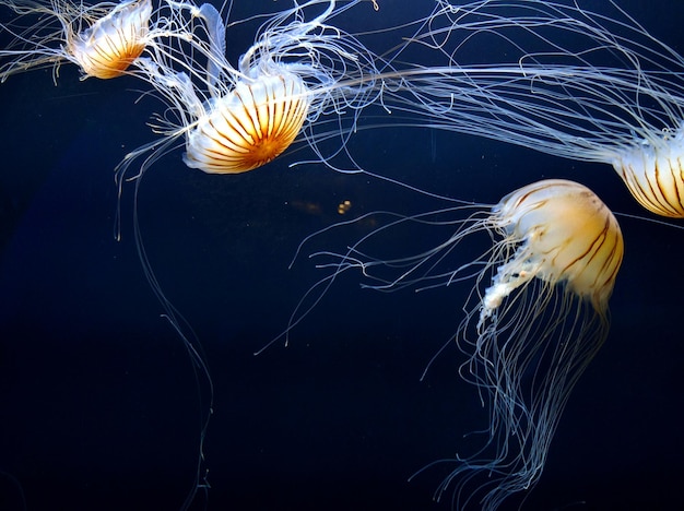 Meduse che nuotano nell'acquario della baia