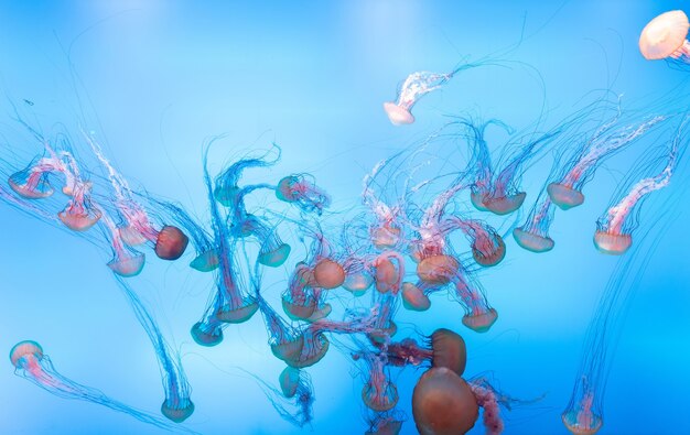 Meduse energiche galleggiano nell'oceano