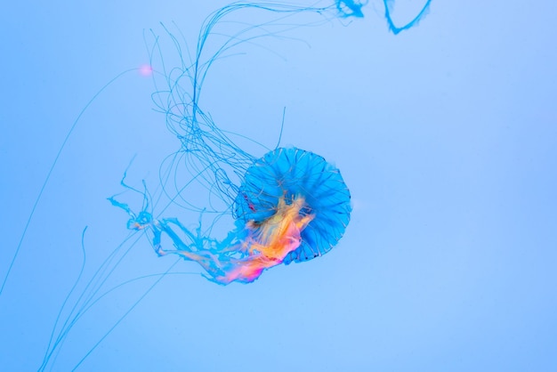 Meduse energiche galleggiano nell'oceano