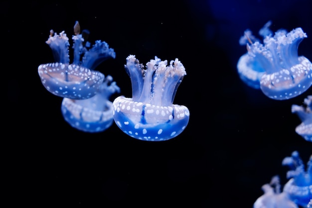 Meduse energiche galleggiano nell'oceano