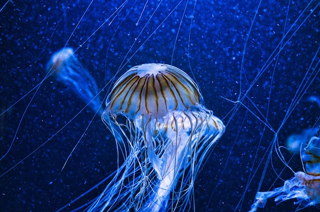 Meduse galleggianti in acquario isolati mostrati lunghi tentacoli Animale marino