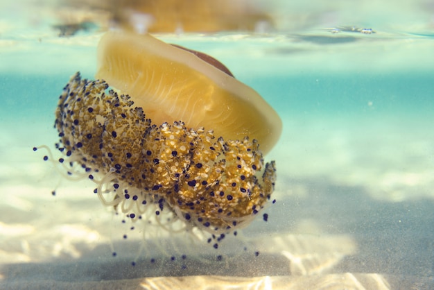 Meduse gigantesche che nuotano nell&#39;acqua