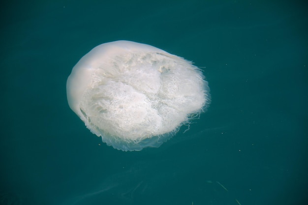 Meduse in acqua di mare