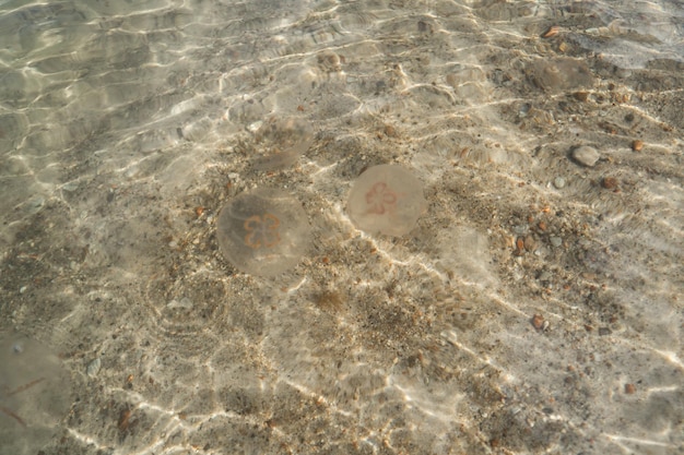 Meduse in acqua di mare