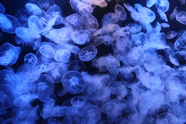 Meduse in acqua