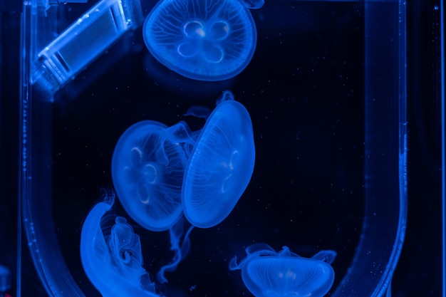meduse in acquario animali pericolosi