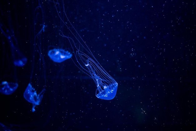 meduse in acquario animali pericolosi