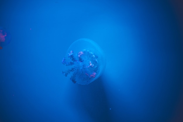 Meduse in acquario