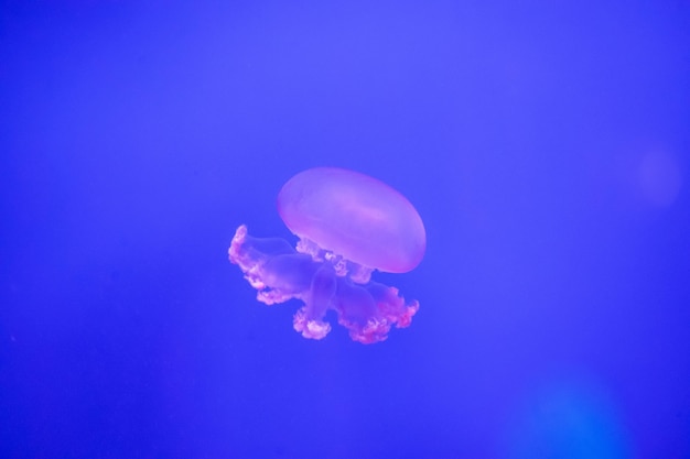 Meduse in acquario