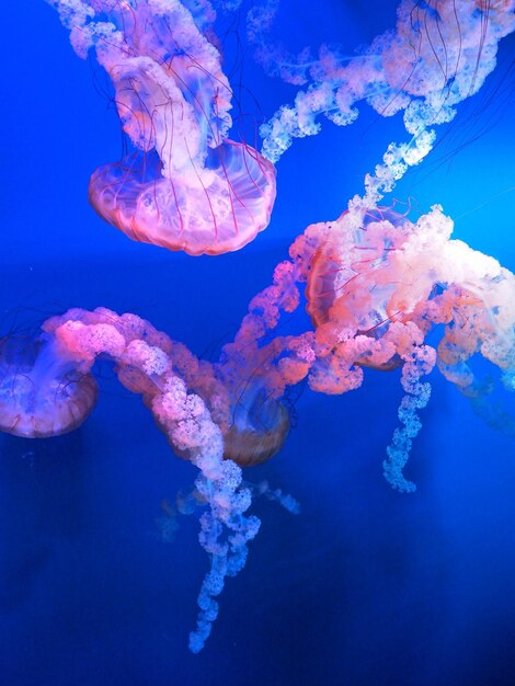 Meduse in blu