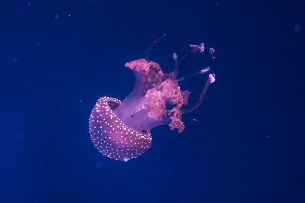 Meduse macchiate australiane nell'acqua