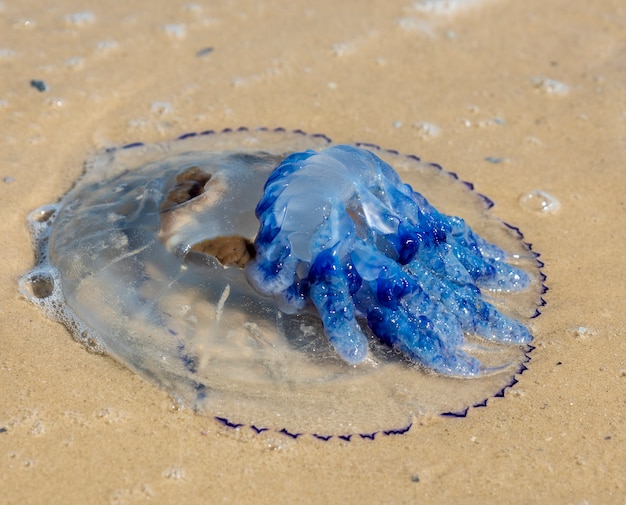 Meduse morte sulla riva del Mar Nero in una giornata estiva