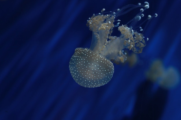 meduse nell&#39;acquario