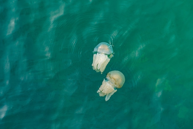 Meduse Nuoto Nel Mare