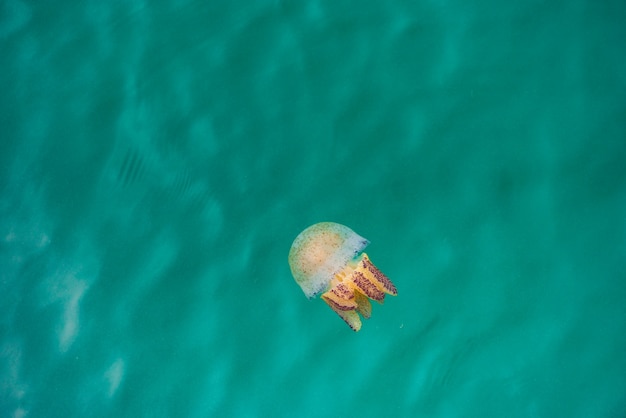 Meduse Nuoto Nel Mare