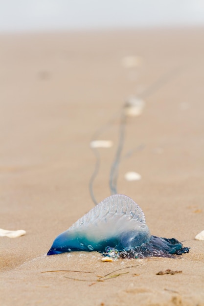 Meduse portoghesi di guerra dell'uomo O sulla spiaggia del padre del sud, TX.