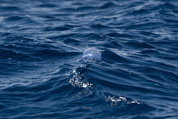 Meduse portoghesi nell'Oceano Atlantico