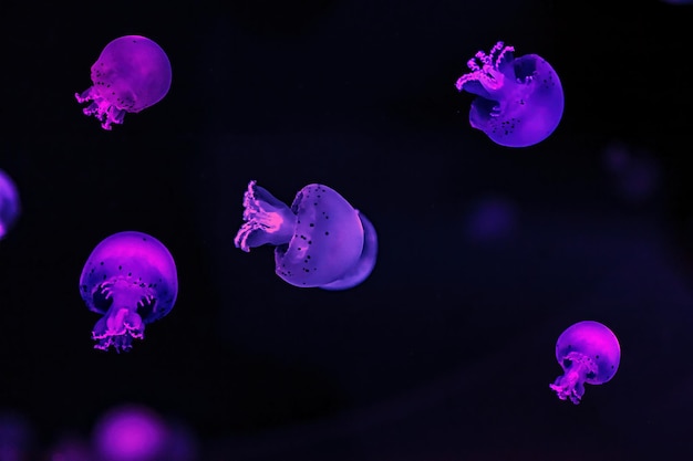 Meduse subacquee della palla di cannone di macrofotografia