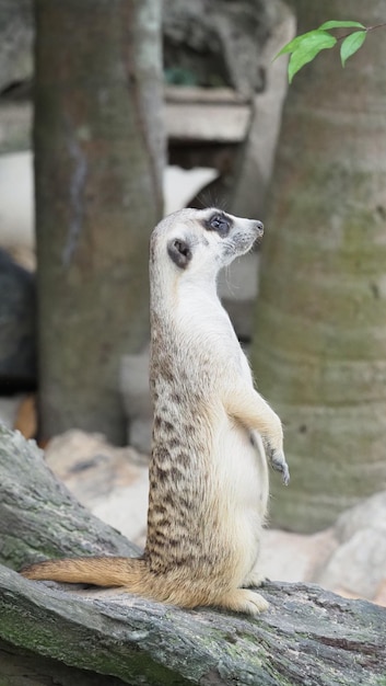 Meerkat alla ricerca di qualcosa Suricata suricatta predatori selvatici in ambiente naturale