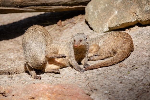 Meerkat è una specie di mammifero della famiglia Herpestidae