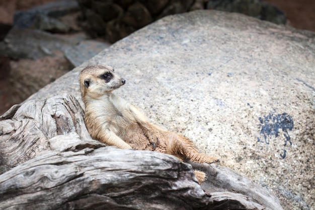 Meerkat ha trovato in Khao Kheow Open Zoo, in Thailandia