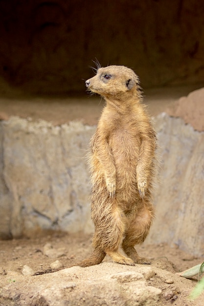 Meerkat in piedi sulla natura. Animali della fauna selvatica.