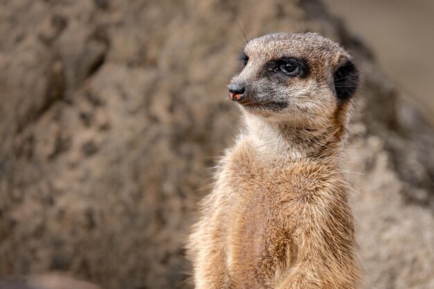 Meerkat in piedi vicino a grandi rocce nel suo habitat naturale