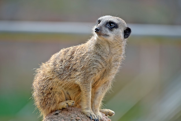 Meerkat in posa di sorveglianza