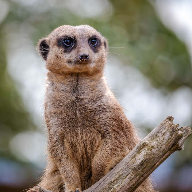 Meerkat o Suricate (Suricata suricatta)