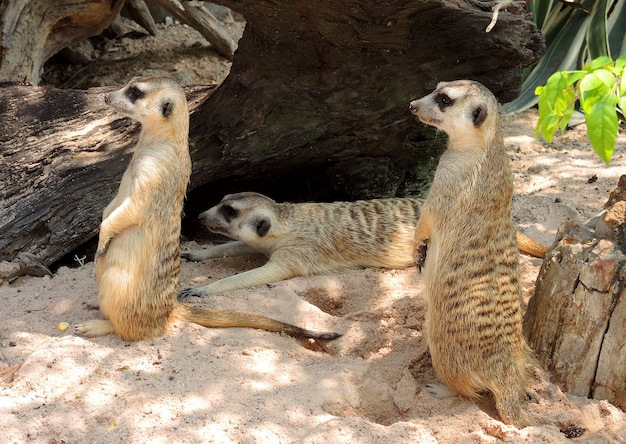 Meerkat o Suricate