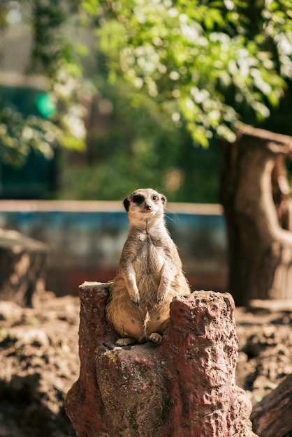 Meerkat si gode il sole.