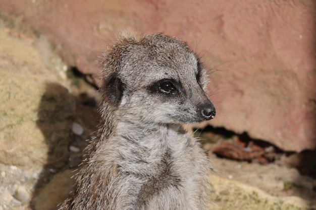 Meerkat Suricata suricatta in guardia