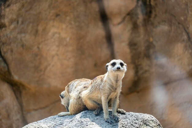 Meerkat Suricata suricatta seduto su una pietra in appoggio peloso animale messico