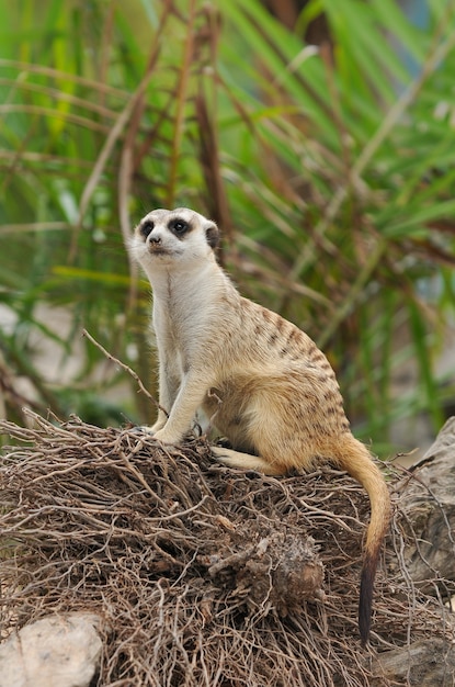 Meerkat