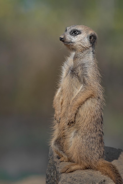 meerkat