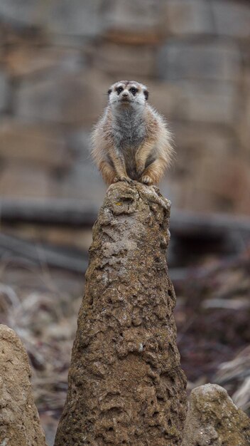 meerkat