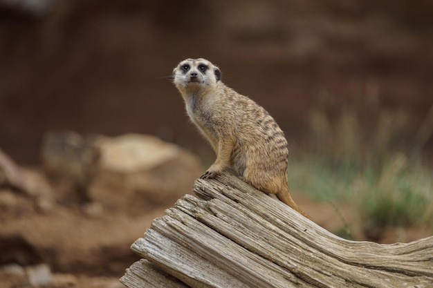 meerkat