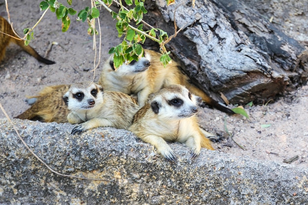 Meerkats in uno zoo.