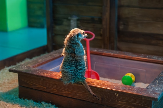 Meerkats nello zoo. Suricate.